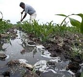 کشاورزی سنتی عامل اصلی بی آبی