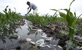 کشاورزی سنتی عامل اصلی بی آبی