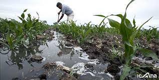 کشاورزی سنتی عامل اصلی بی آبی