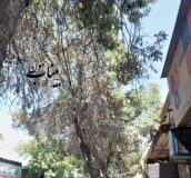 درختان شهر حال و روز خوشی ندارند/ شهرداری بناب اقدام کند
