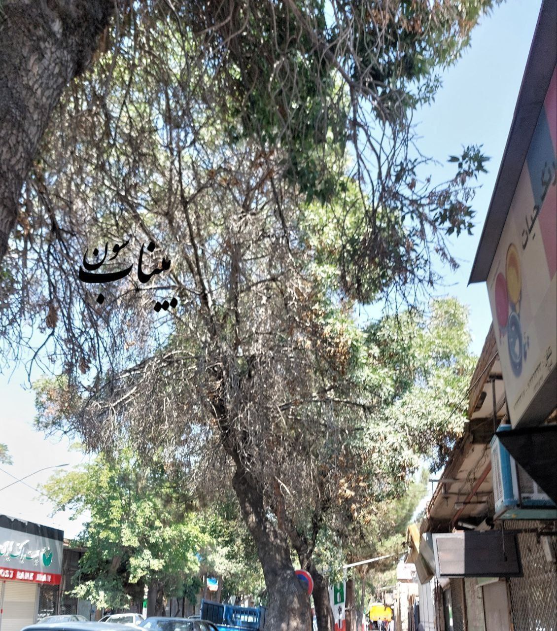 درختان شهر حال و روز خوشی ندارند/ شهرداری بناب اقدام کند